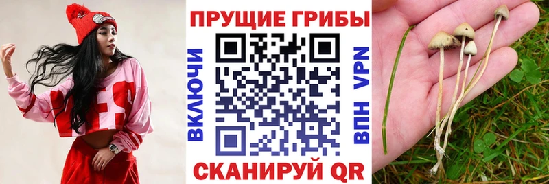 Купить где  Новотроицк  Псилоцибиновые грибы ЛСД 